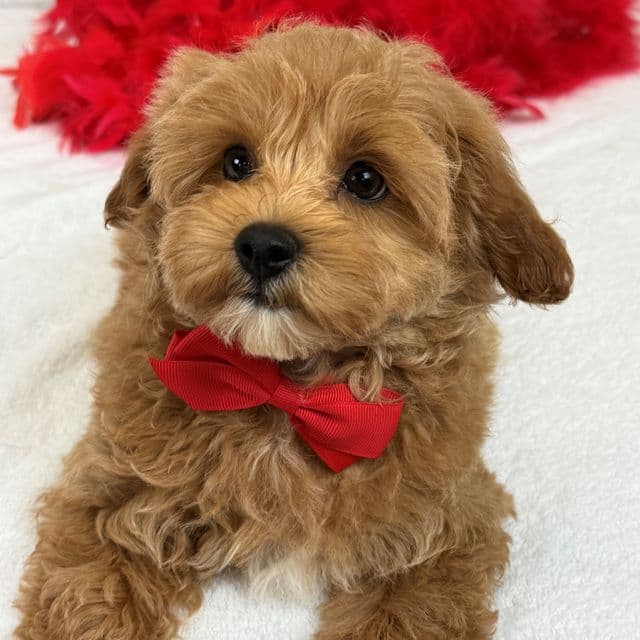 Rae Rae Red Boy - Cavapoo Male
