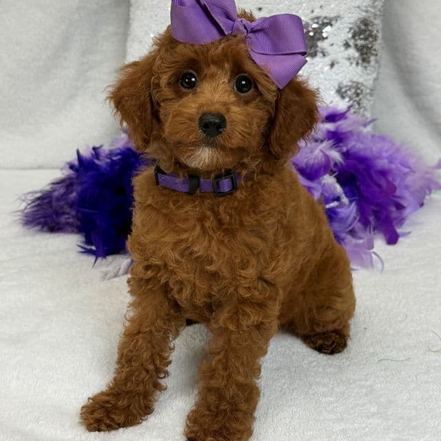 Tally Purple Girl - Goldendoodle Female