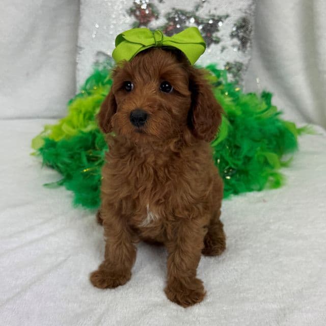 Braley Green Girl - Goldendoodle Female