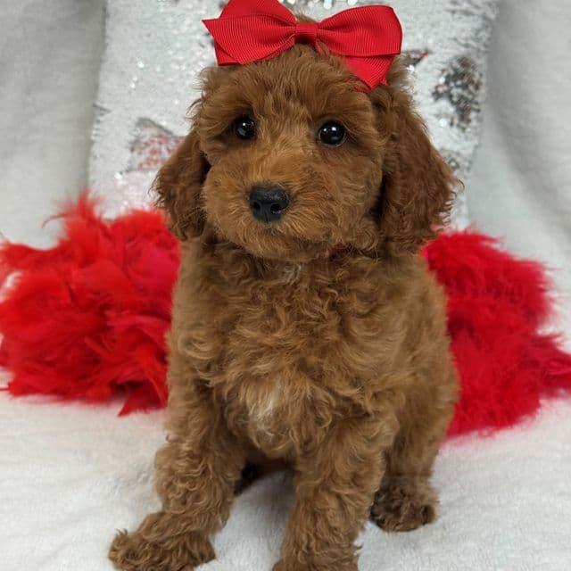Braley Red Girl - Goldendoodle Female