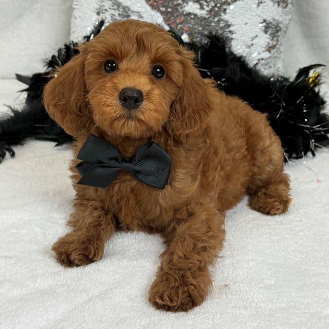 Braley Black Boy - Goldendoodle Male