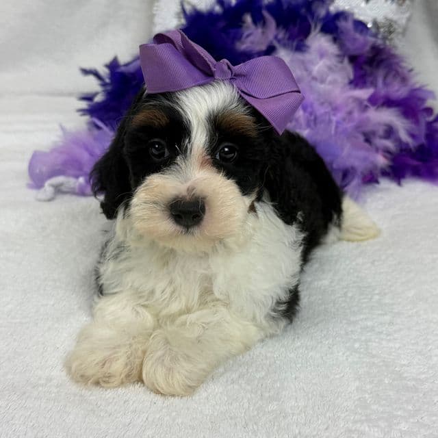 Elsa Purple Girl - Bernedoodle Female