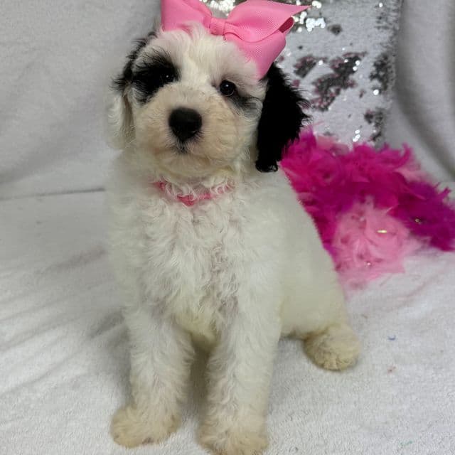 Elsa Pink Girl - Bernedoodle Female