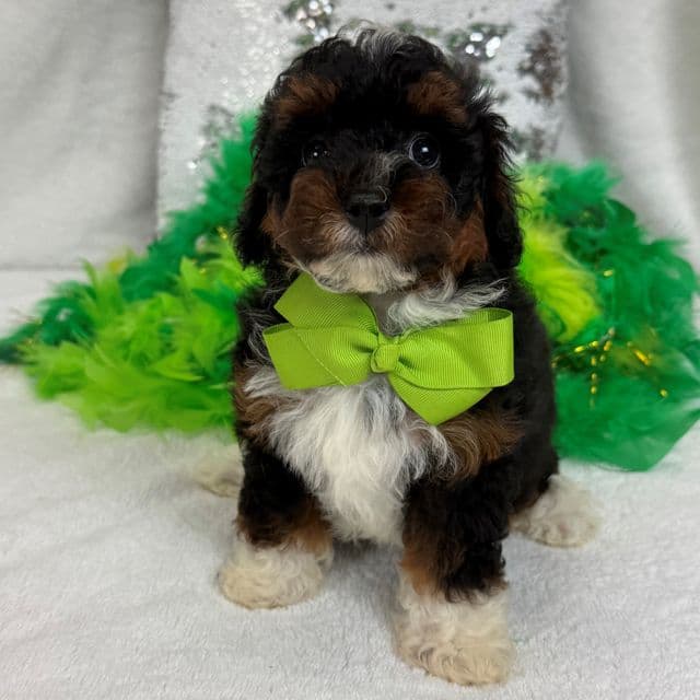 Elsa Green Boy - Bernedoodle Male