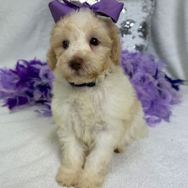 Gracie Purple Girl - Bernedoodle Female