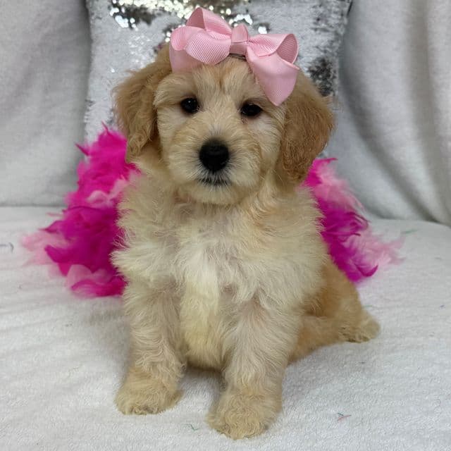 Gracie Pink Girl - Bernedoodle Female