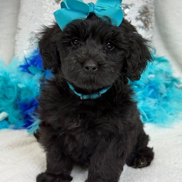 Gracie Turquoise Girl - Bernedoodle Female