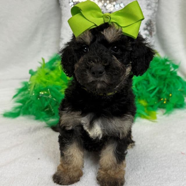 Gracie Green Girl - Bernedoodle Female