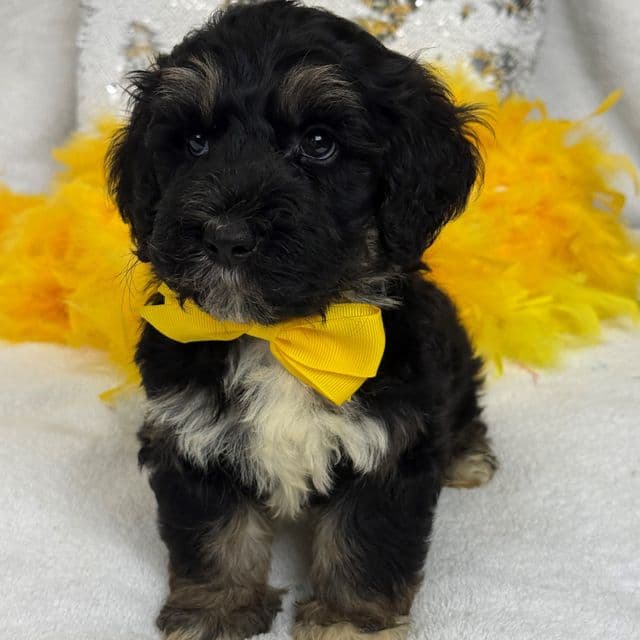 Gracie Yellow Boy - Bernedoodle Male