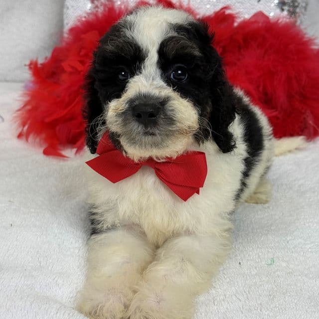 Gracie Red Boy - Bernedoodle Male