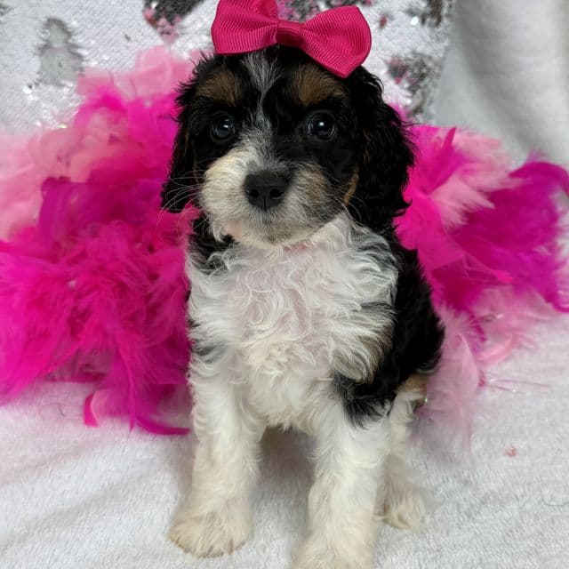 Mia's Pink Girl - Cavapoo Female