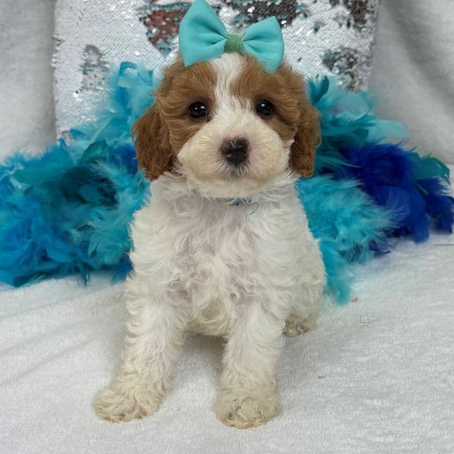 Mia Turquoise Girl - Cavapoo Female