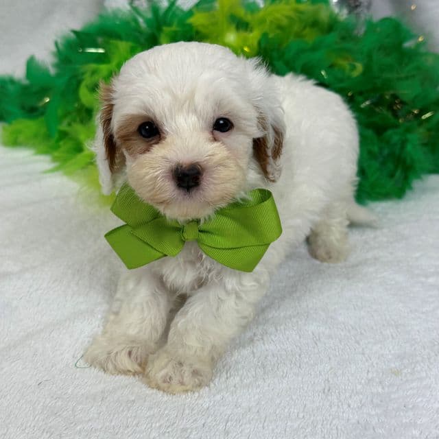 Mia Green Boy - Cavapoo Male