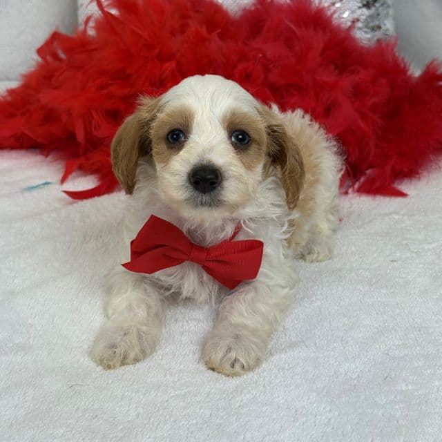 Mia Red Boy - Cavapoo Male