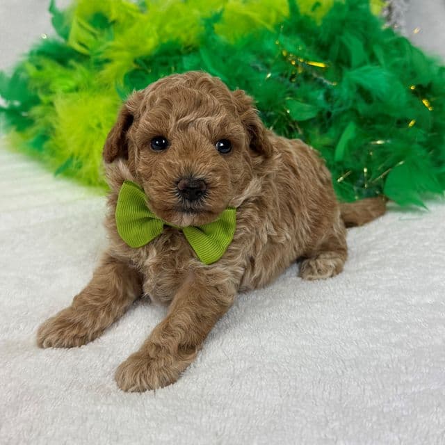 Chloe's Green Boy - Maltipoo Male