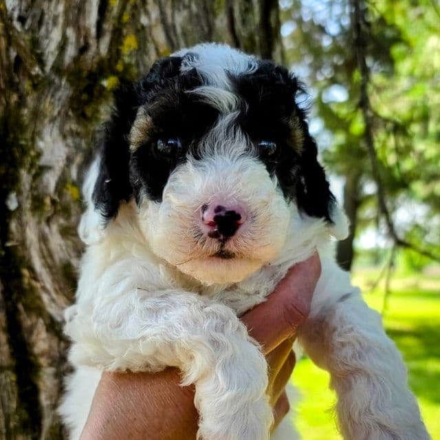 Ziggy - mini portidoodle  - Portidoodle Male