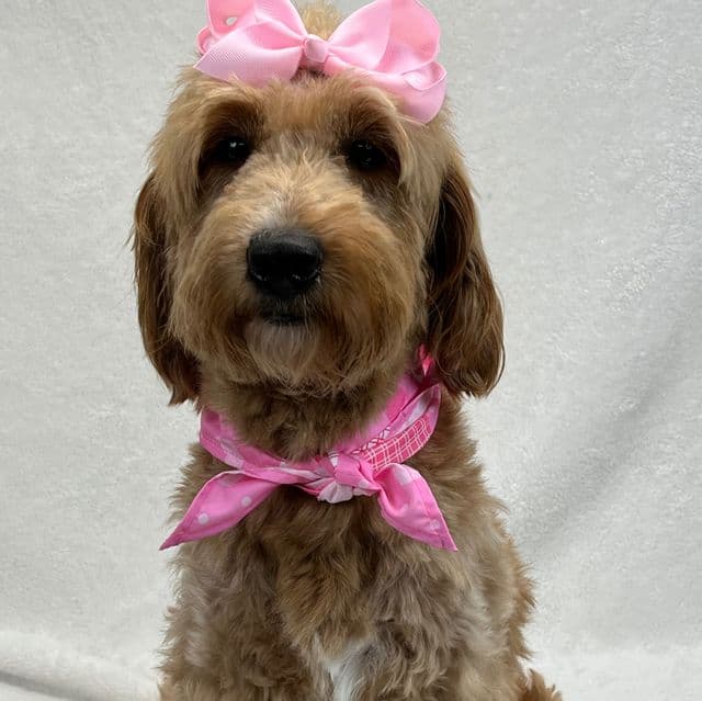 Lucy  - Goldendoodle Female
