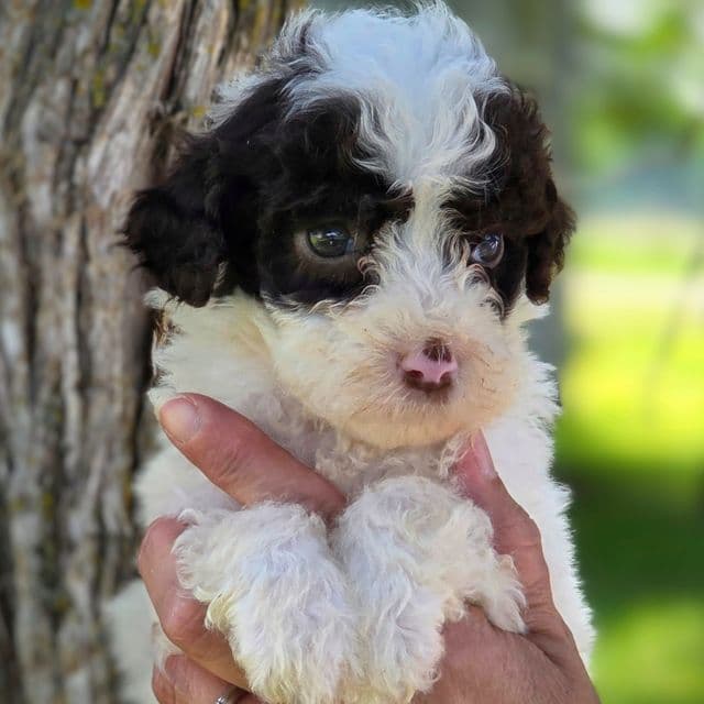 Bruno- mini portidoodle  - Portidoodle Male
