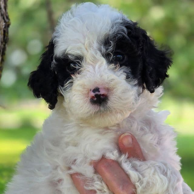 Bruce- mini portidoodle  - Portidoodle Male