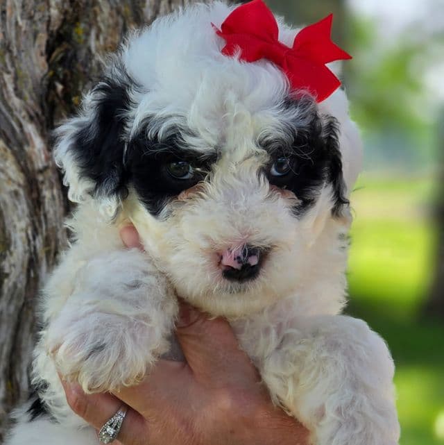 Rikki- mini portidoodle  - Portidoodle Female