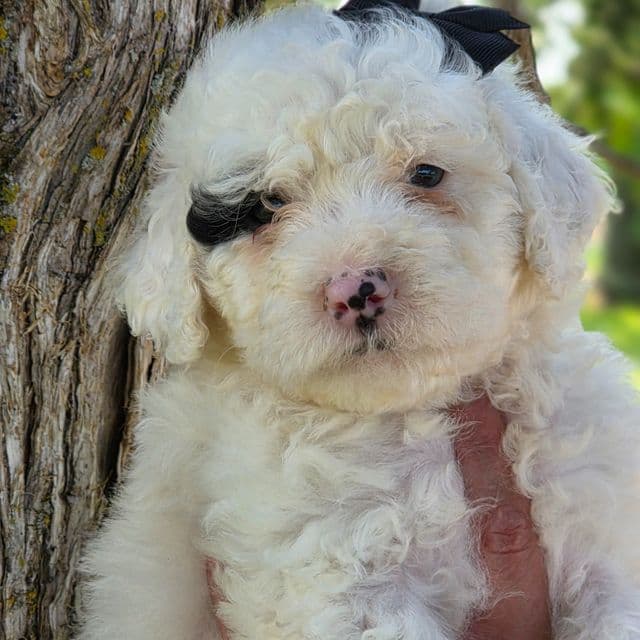 McKenzie- mini - Portidoodle Female