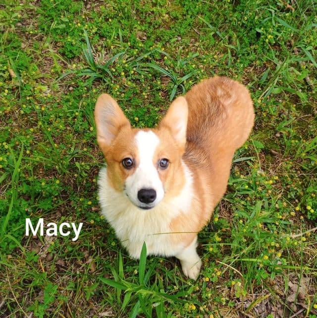 Macy - Pembroke Welsh Corgi Female