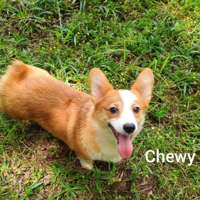 Chewy - Pembroke Welsh Corgi Male