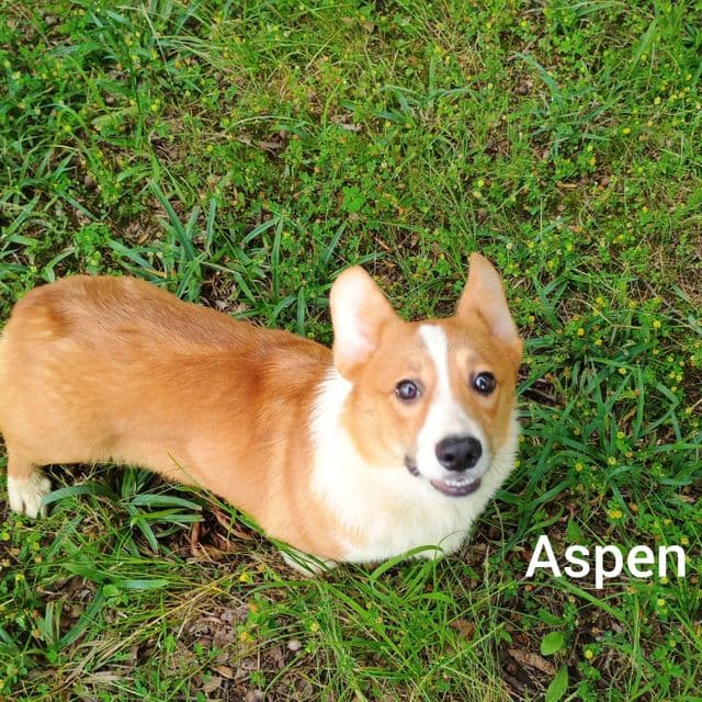 Aspen - Pembroke Welsh Corgi Male