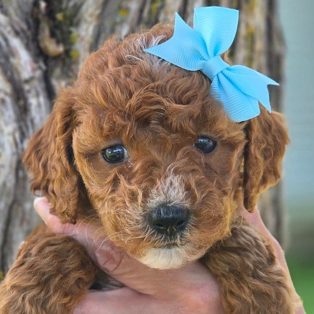 Ariel- mini - Goldendoodle Female