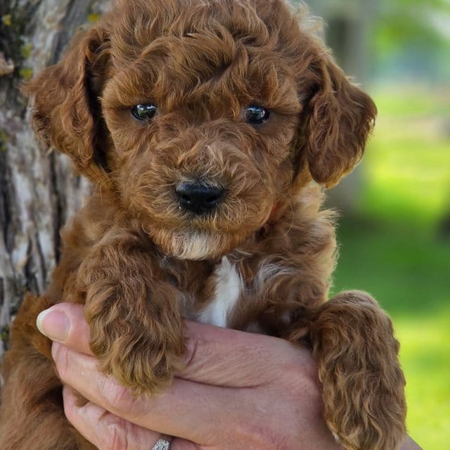 Calvin- mini - Goldendoodle Male