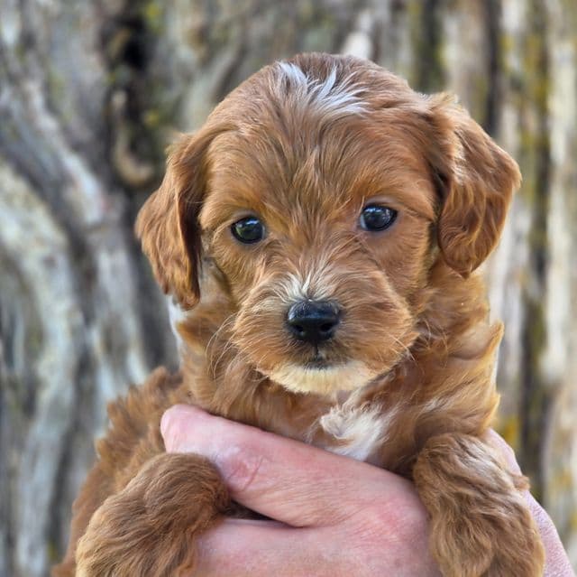 Carter- mini - Goldendoodle Male