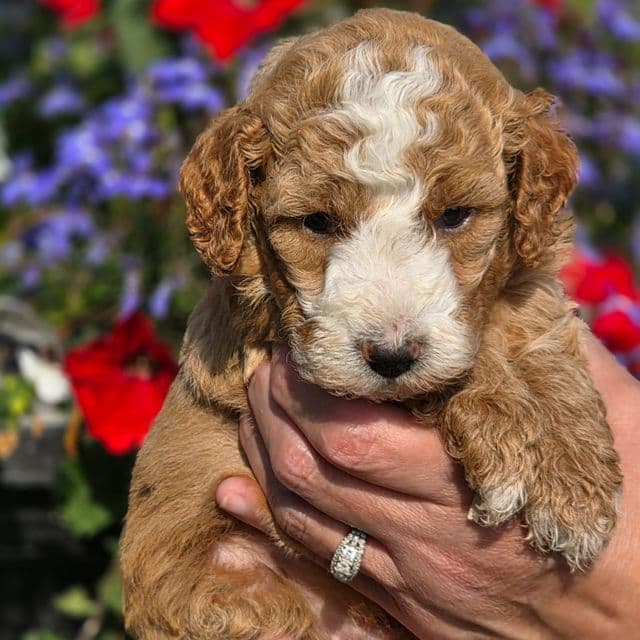 Snickers  - Goldendoodle Male