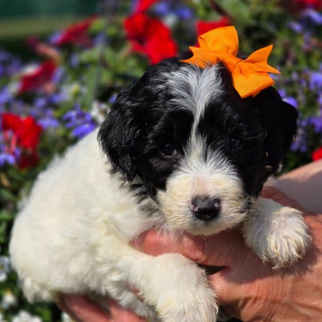 Tori- mini - Sheepadoodle Female