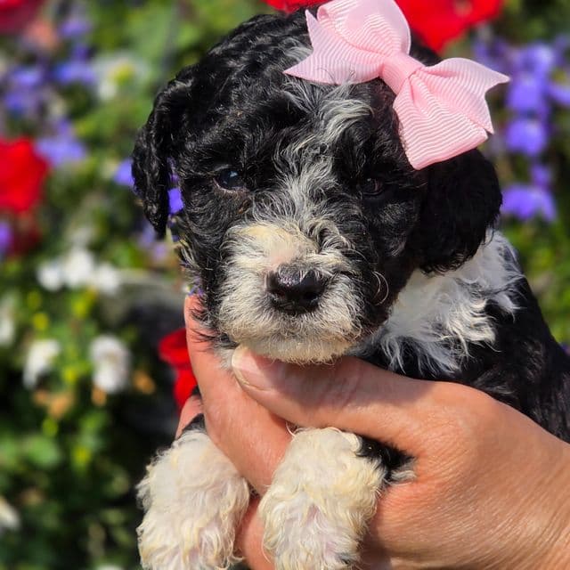 Tina- mini - Sheepadoodle Female