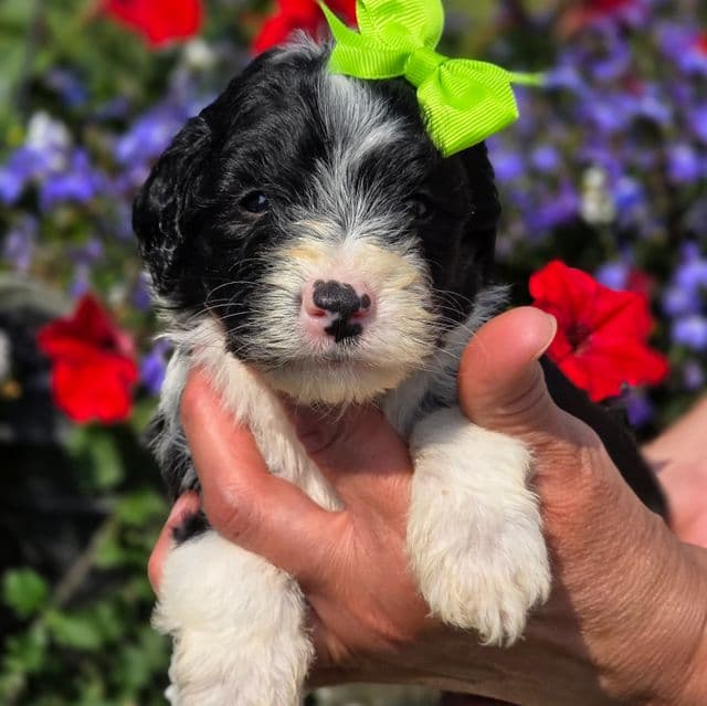 Tiffany - mini - Sheepadoodle Female