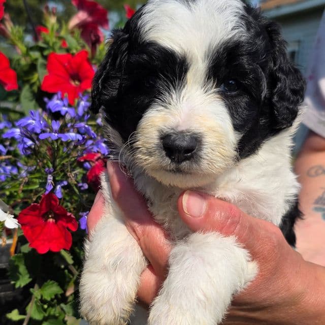 Oreo- mini - Sheepadoodle Male