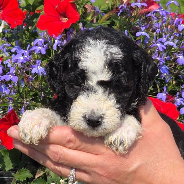 Ollie- mini - Sheepadoodle Male