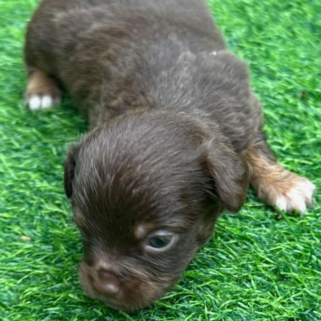 Harry the Second - Chihuahua Male