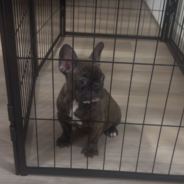 BROWNIE - French Bulldog Female