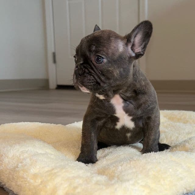BROWNIE - French Bulldog Female