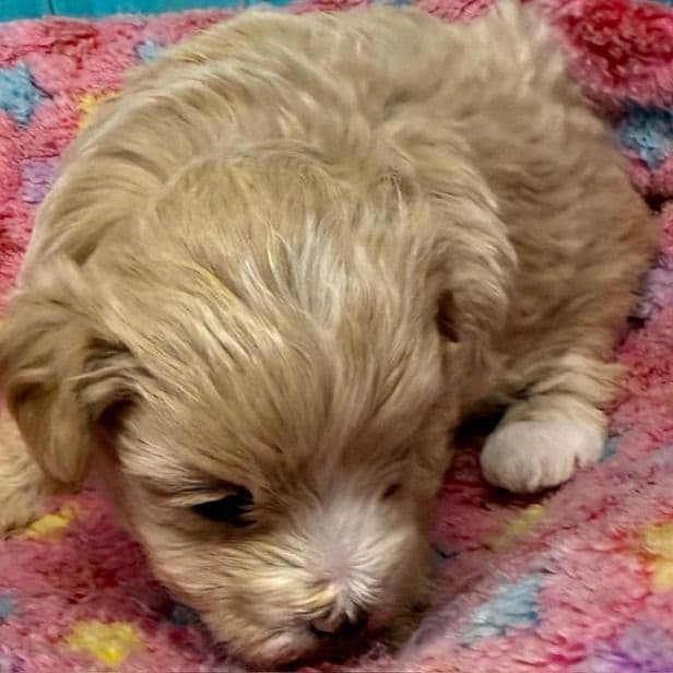 Annie - Maltipoo Female
