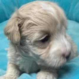 Alex - Maltipoo Male