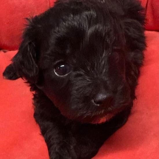 Perla - Maltipoo Female