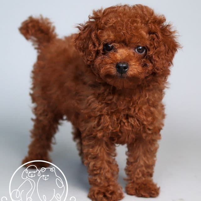 Groot  - Toy Poodle Male