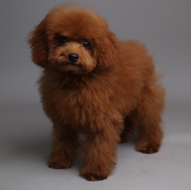 Rex - Toy Poodle Male