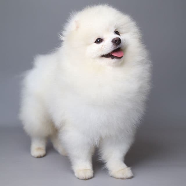 MONTI  - Pomeranian Male