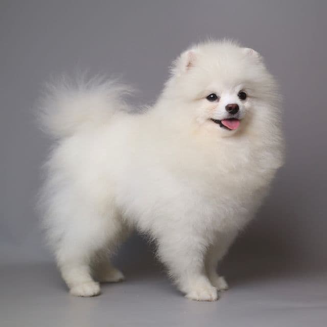 MORGAN  - Pomeranian Male