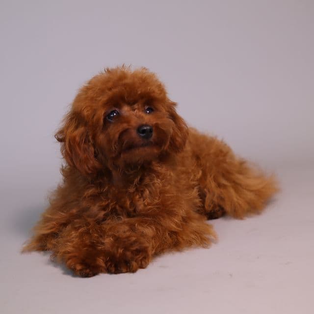 MACHO - Toy Poodle Male