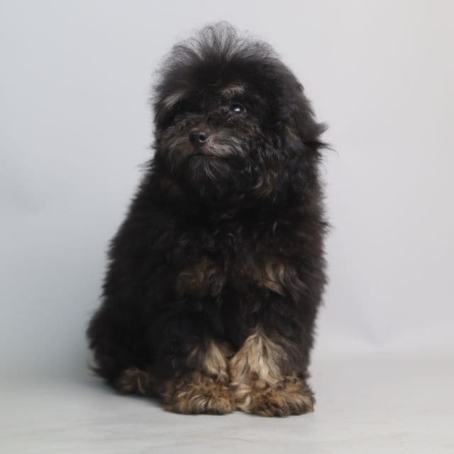 PETER - Toy Poodle Male