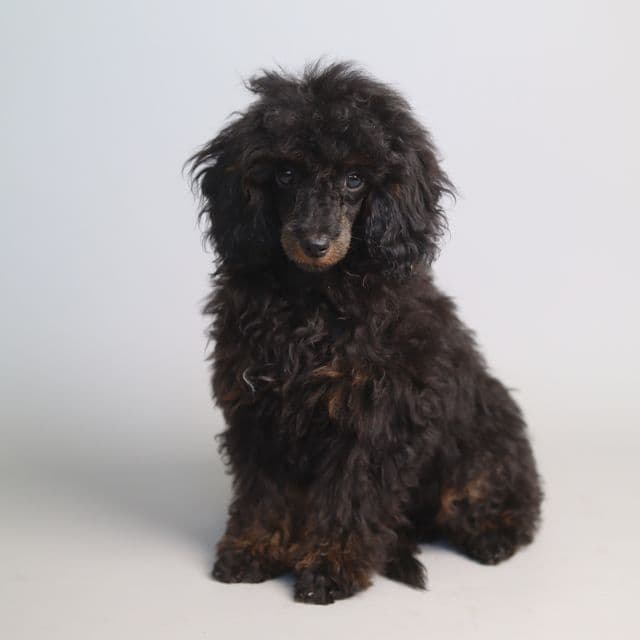 SOPHIA - Toy Poodle Female